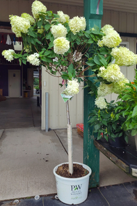 Nursery Stock 6